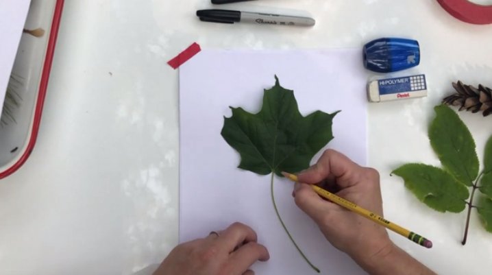 naturalist notebook session