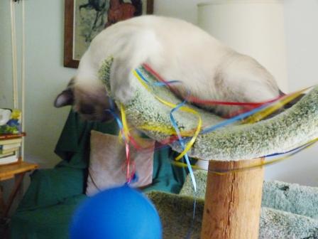 Starlight on the cat tree trying to retrieve a balloon.