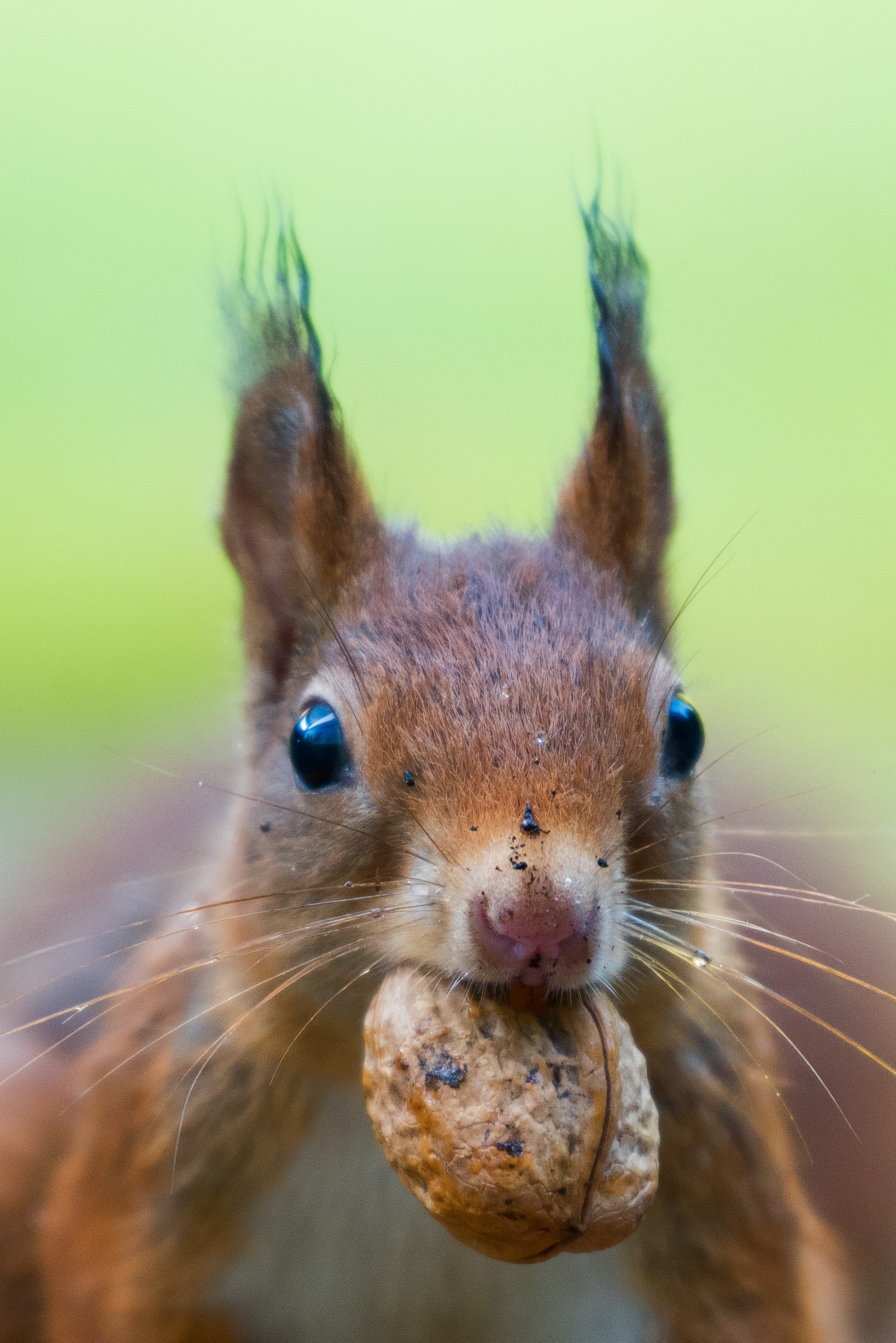 Squirrel with nut.