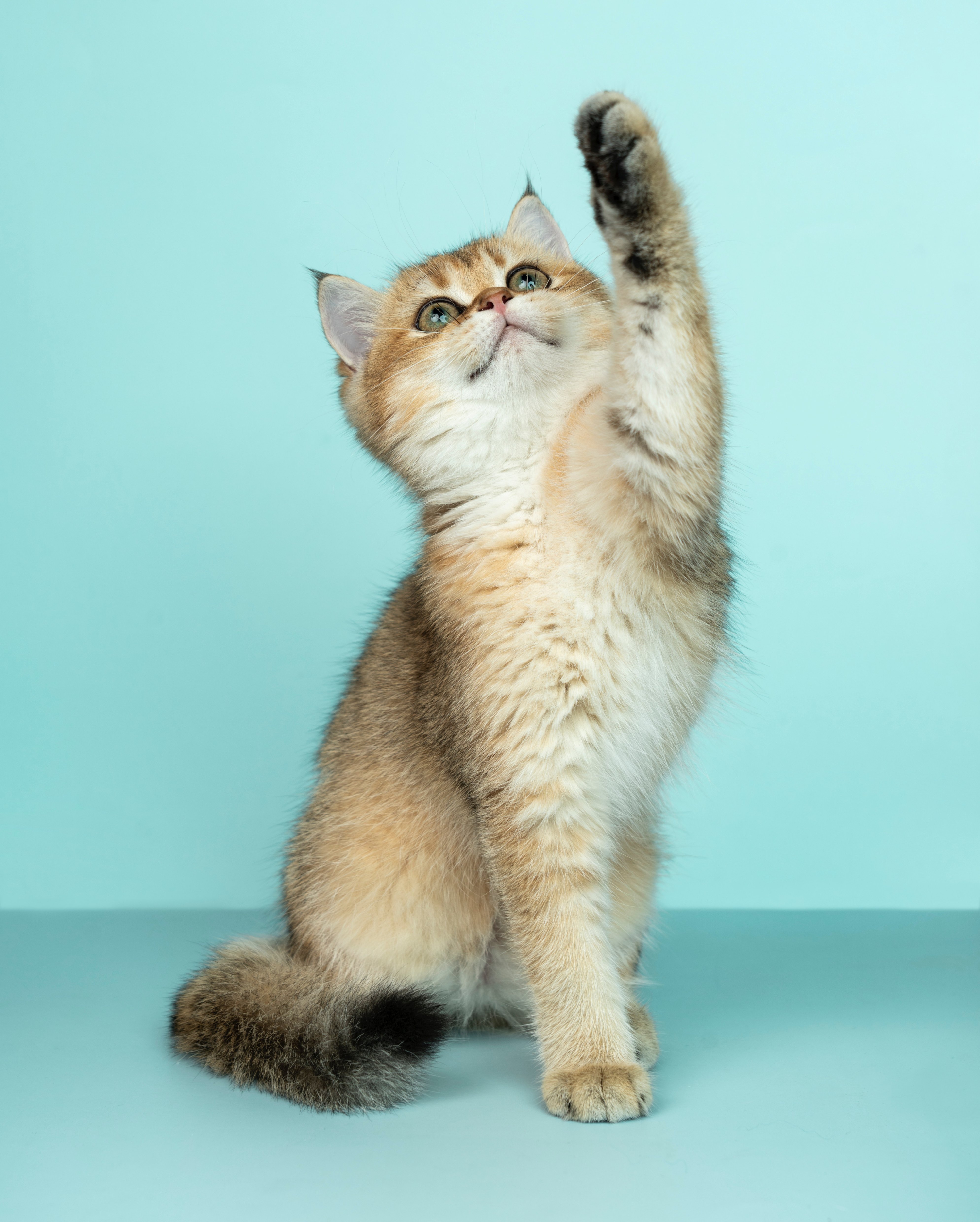 Kitten with raised paw, as if playing.