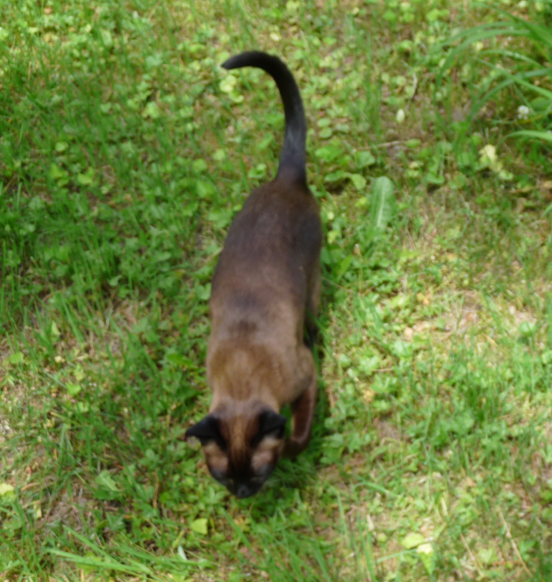 Kitten with raised paw, as if playing.