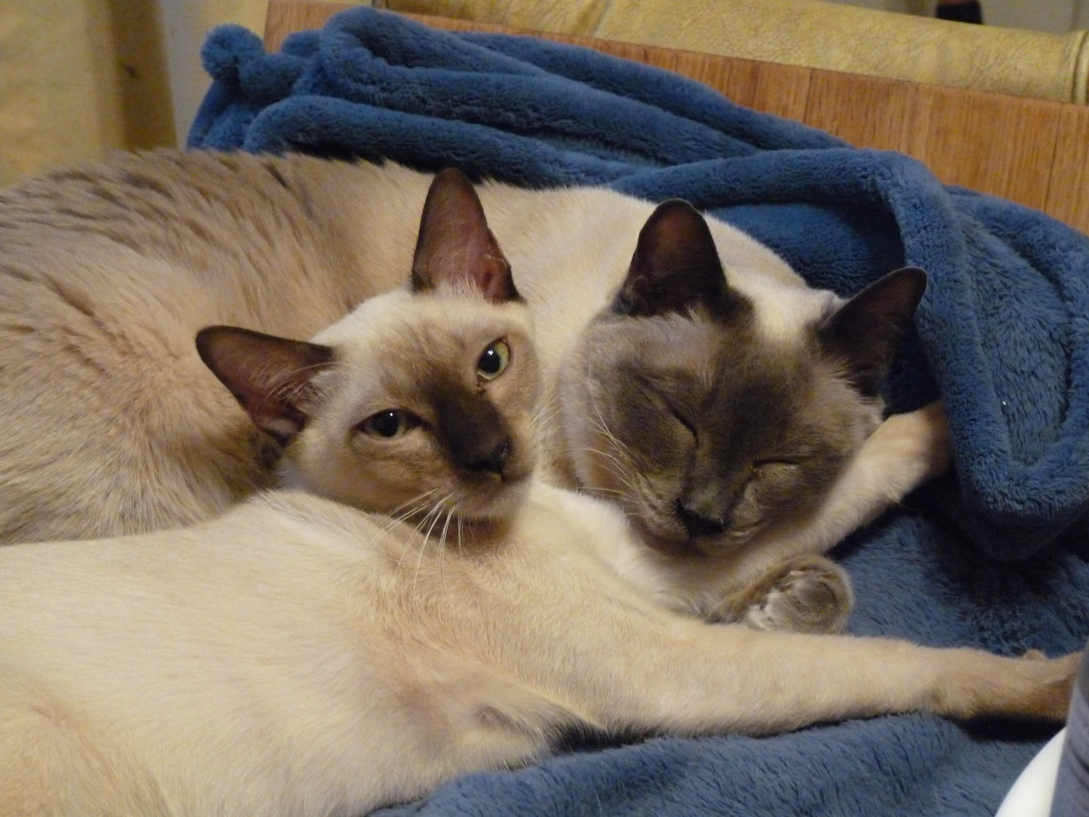 Early integration of Indian Spring Melissa and Starlight curled up together asleep.