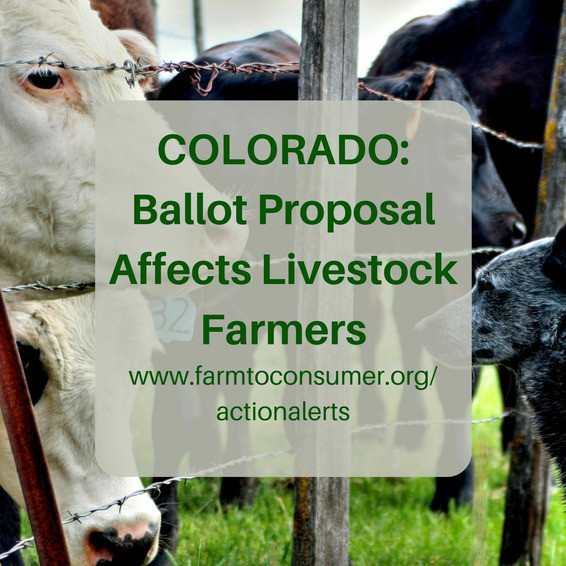 Cows and cattle dog