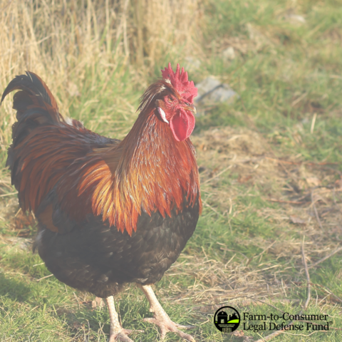 Rooster