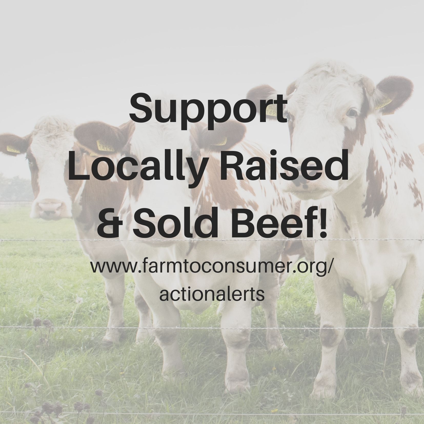 Beef Cows
