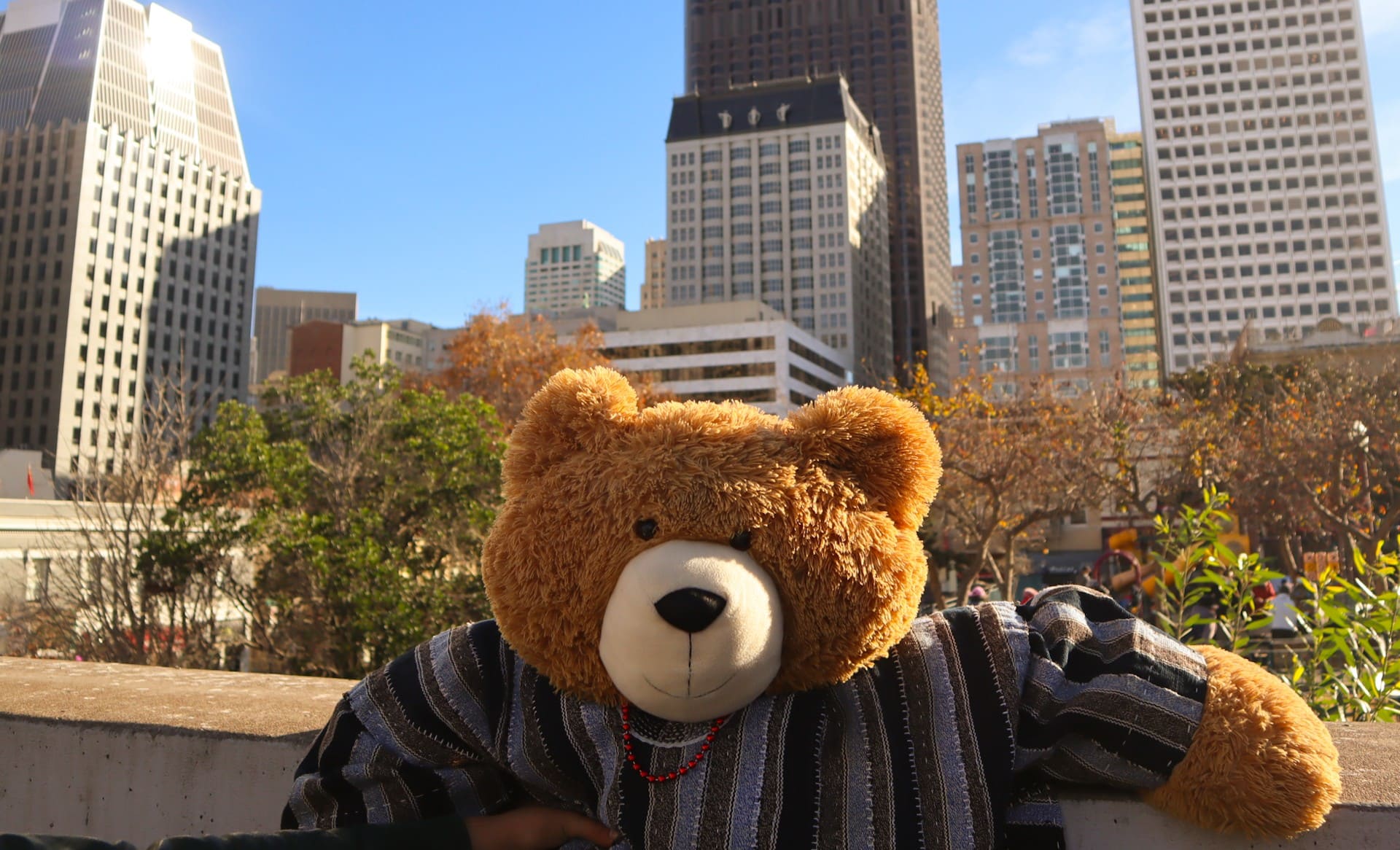 Teddy in San Francisco