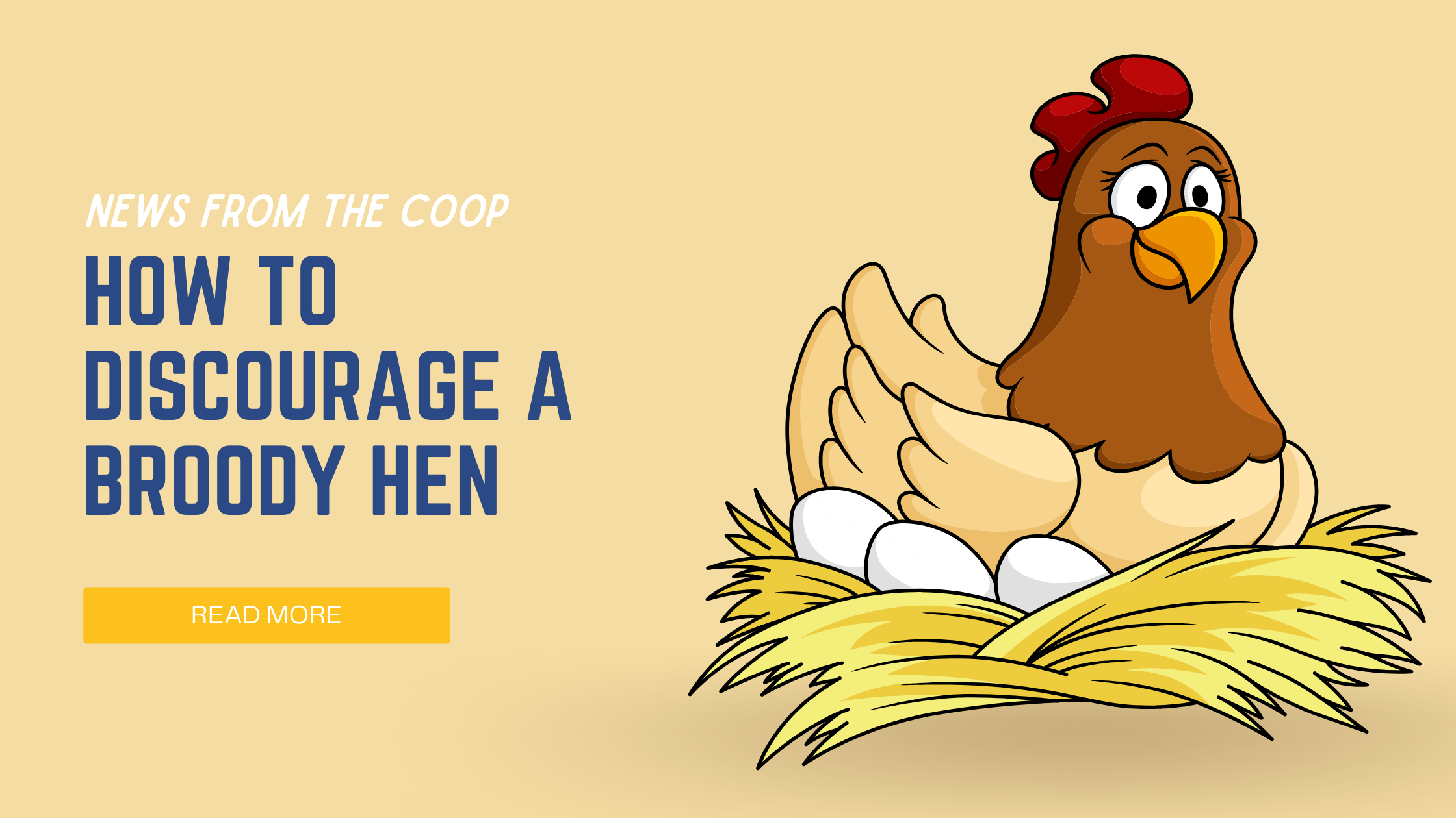 Cartoon of brooding chicken laying on eggs