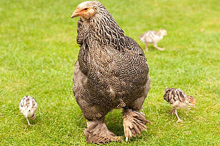 mother hen with chicks outside