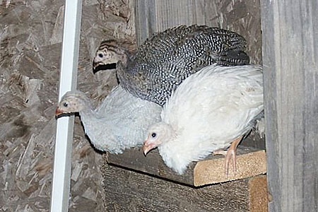 three guinea fowl inside coop