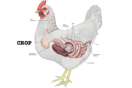 diagram of a chicken's digestive system