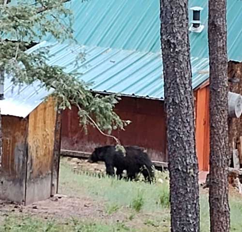 Black Bear spotted in Idlewild New Mexico, July 2023