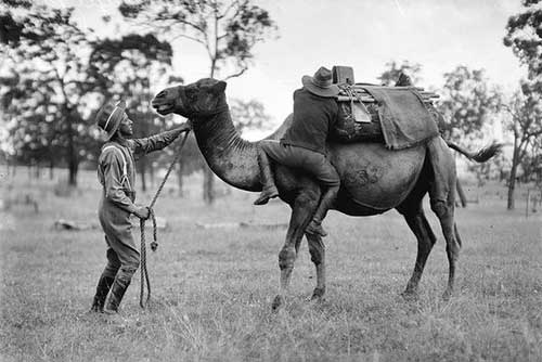 Men working with Camel 