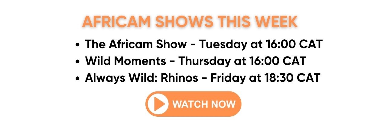 https://www.africam.com/wildlife/shows