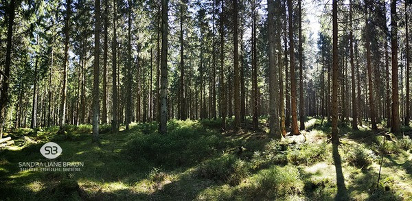 Waldpanorama im Nadelwald - 15 Entspannungstipps von 5 Experten