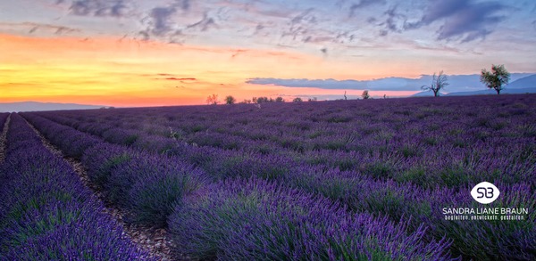 Lavendelfeld im Sonnenuntergang - Sandra Liane Braun