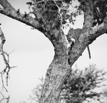 Leopard with her prey in a tree