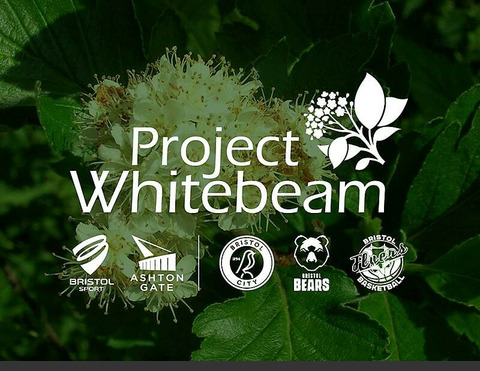 Bristol Sport launches project Whitebeam