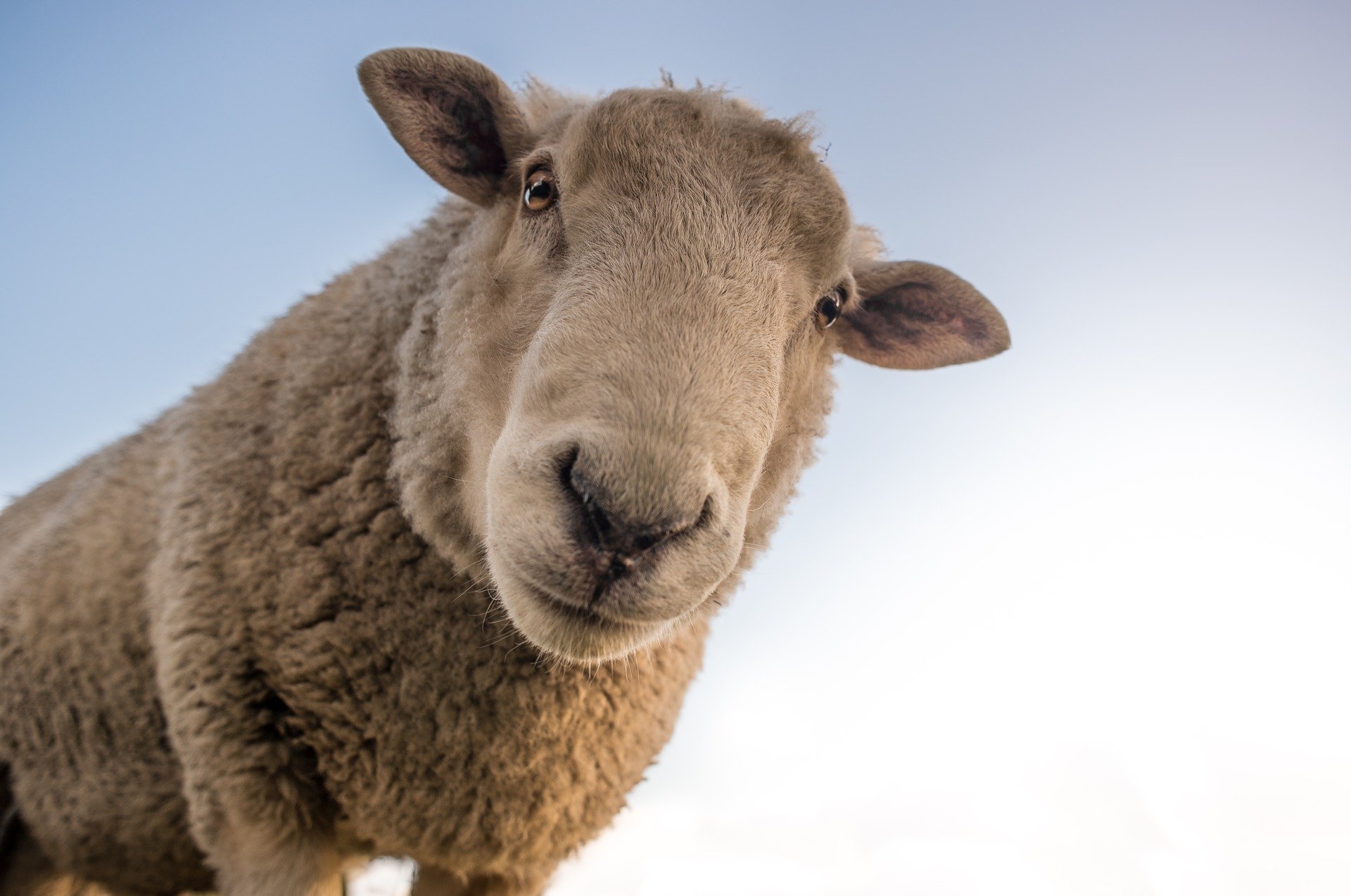 A photo of a sheep looking down at the camera