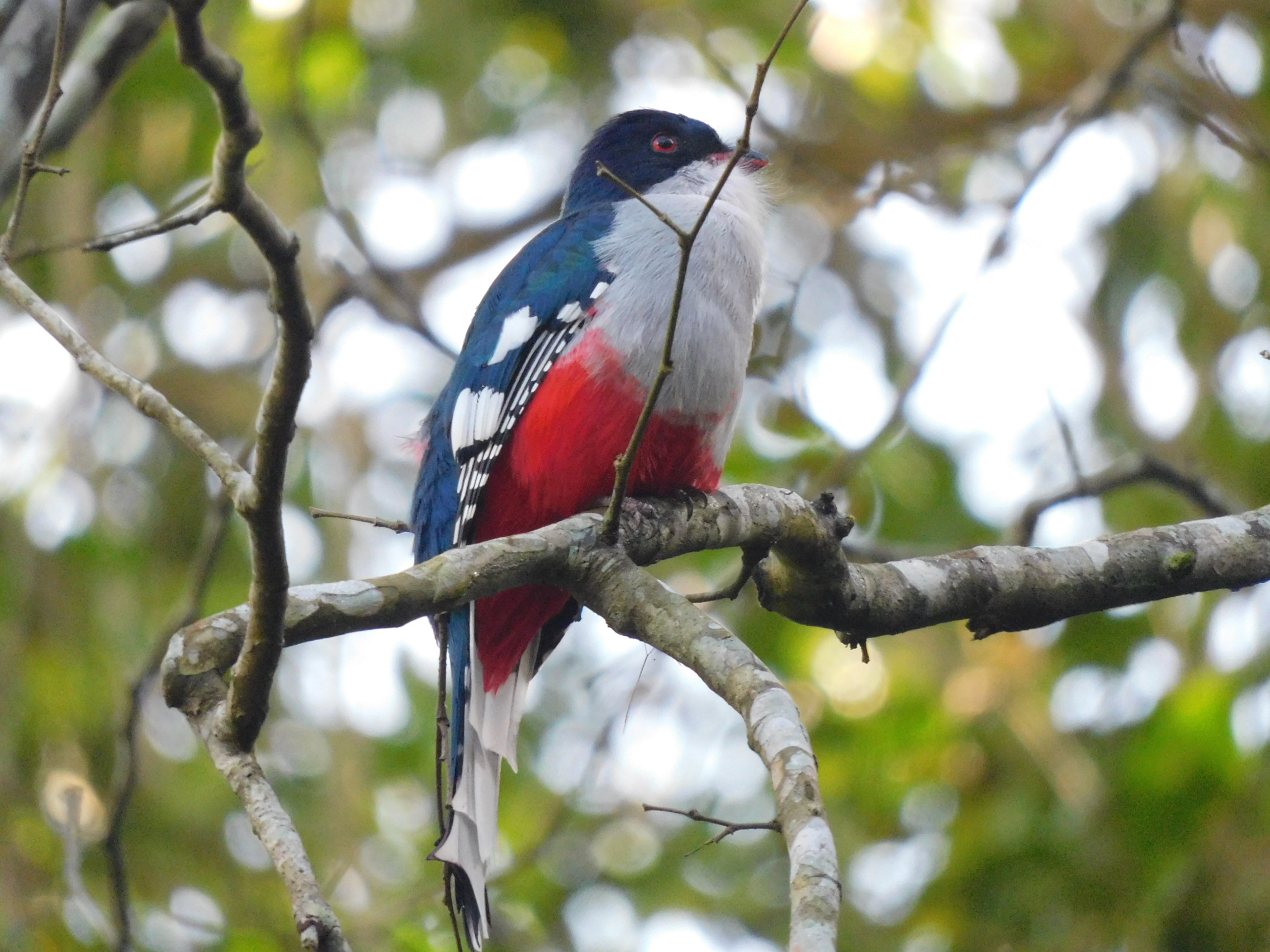 Trogon - YBS