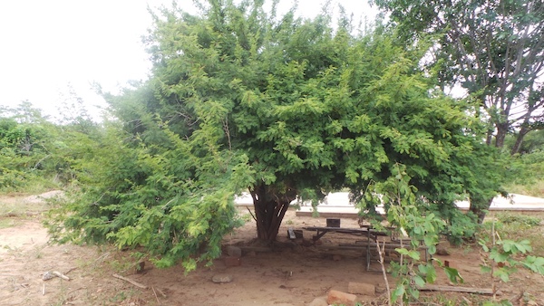 school house tree