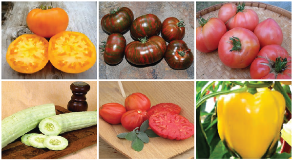tomatoes and tomatoes and tomatoes