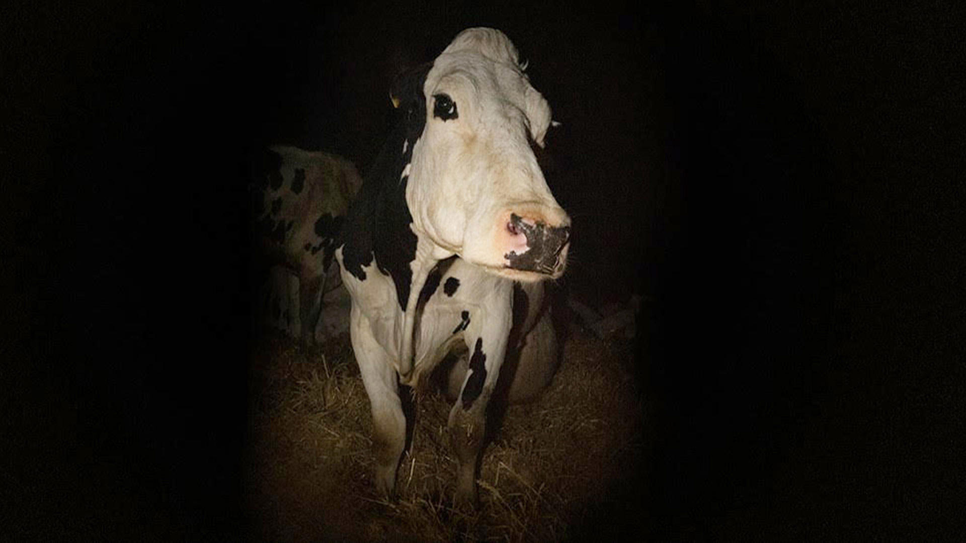 cow