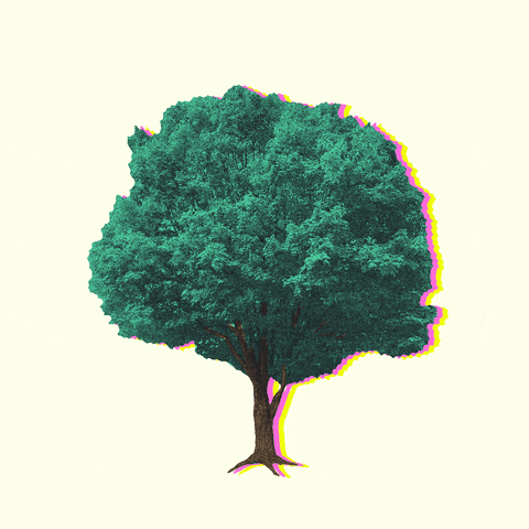 free tree giveaway