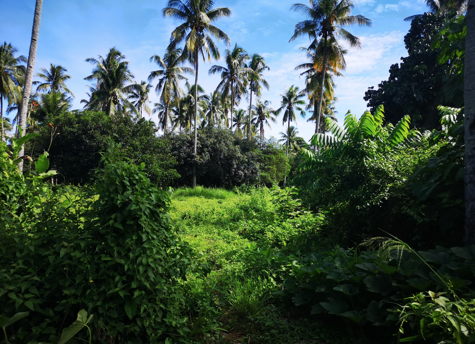 Anti-incineration, Plastic Waste, and Climate Change in the Philippines 